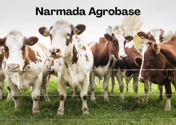 Narmada Agrobase’s 82% EBITDA Jump: A Sustainable Trend or One-Off?