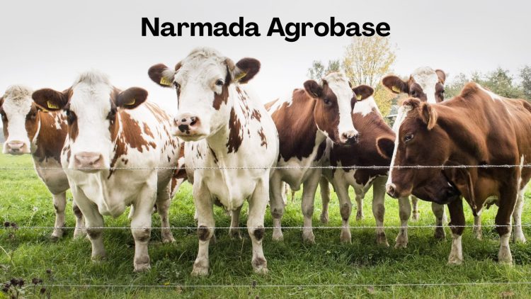 Narmada Agrobase’s 82% EBITDA Jump: A Sustainable Trend or One-Off?